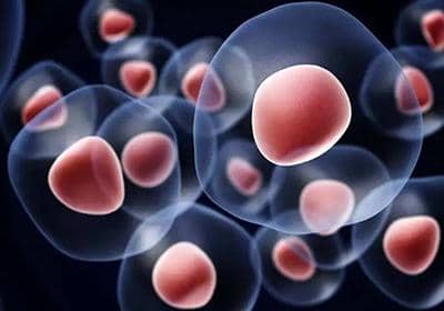 雜交瘤細胞技術