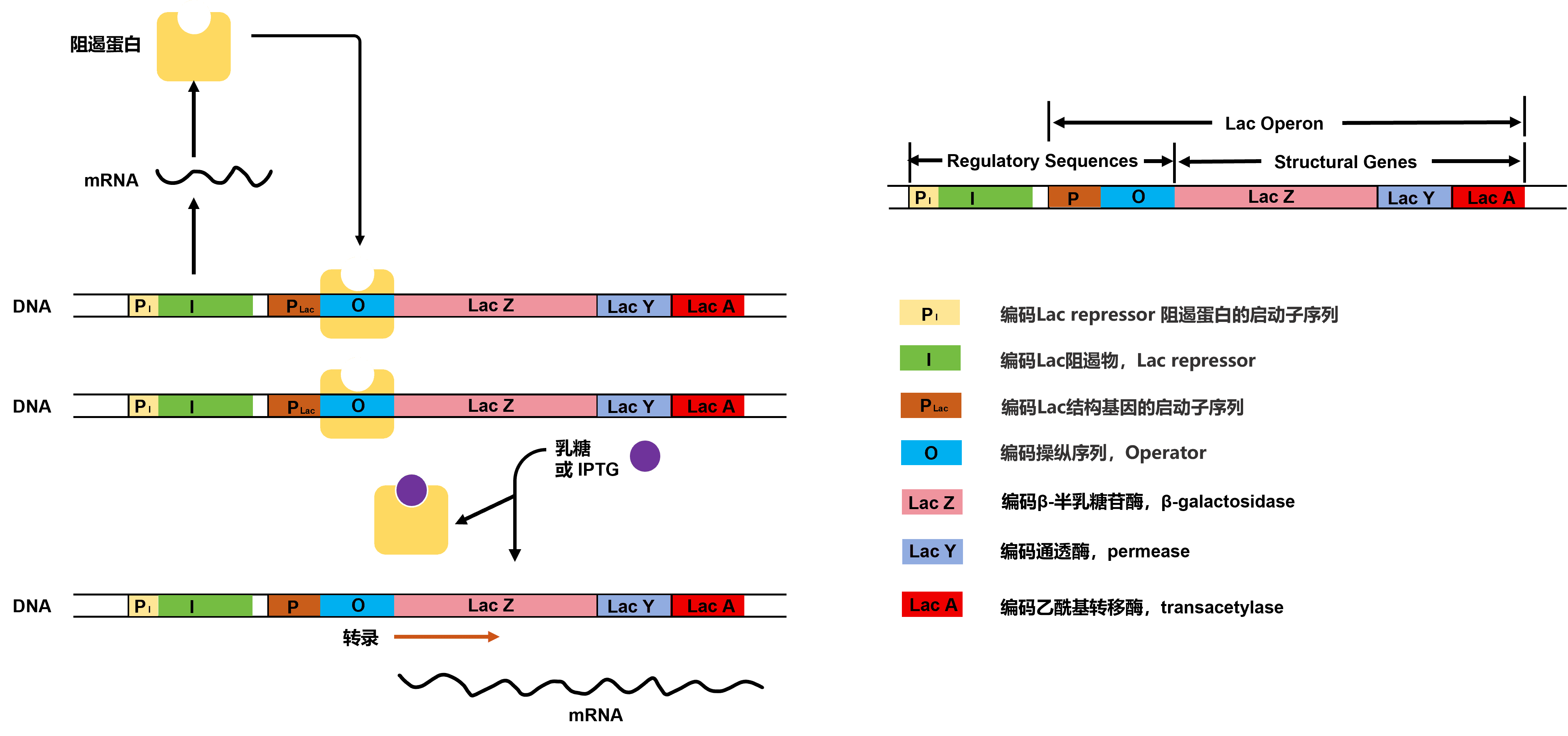 【原核表達系統純化蛋白全攻略】科研人必備！