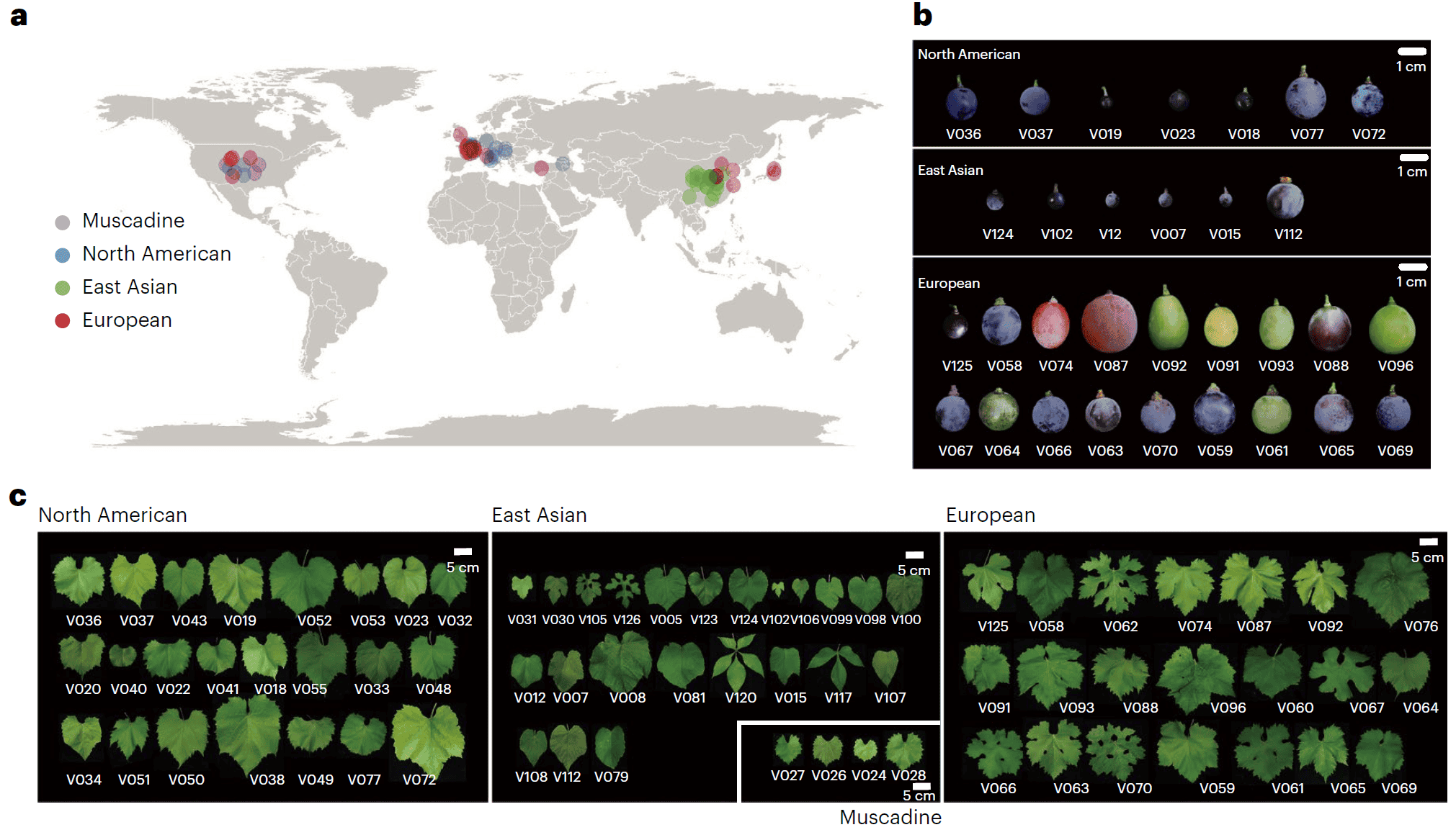 IF=31.7分！普健生物CENH3 CHIP級(jí)抗體助力葡萄超級(jí)泛基因組解析與抗病基因挖掘
