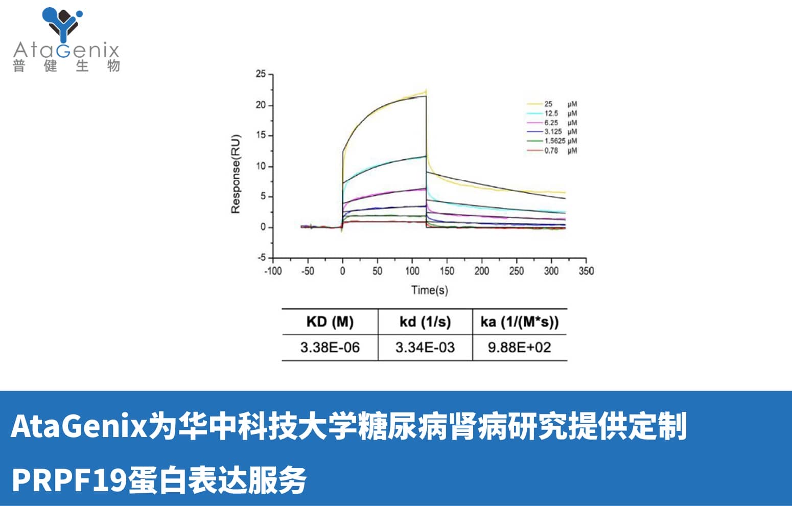 AtaGenix為華中科技大學(xué)糖尿病腎病研究提供定制PRPF19蛋白表達(dá)服務(wù)