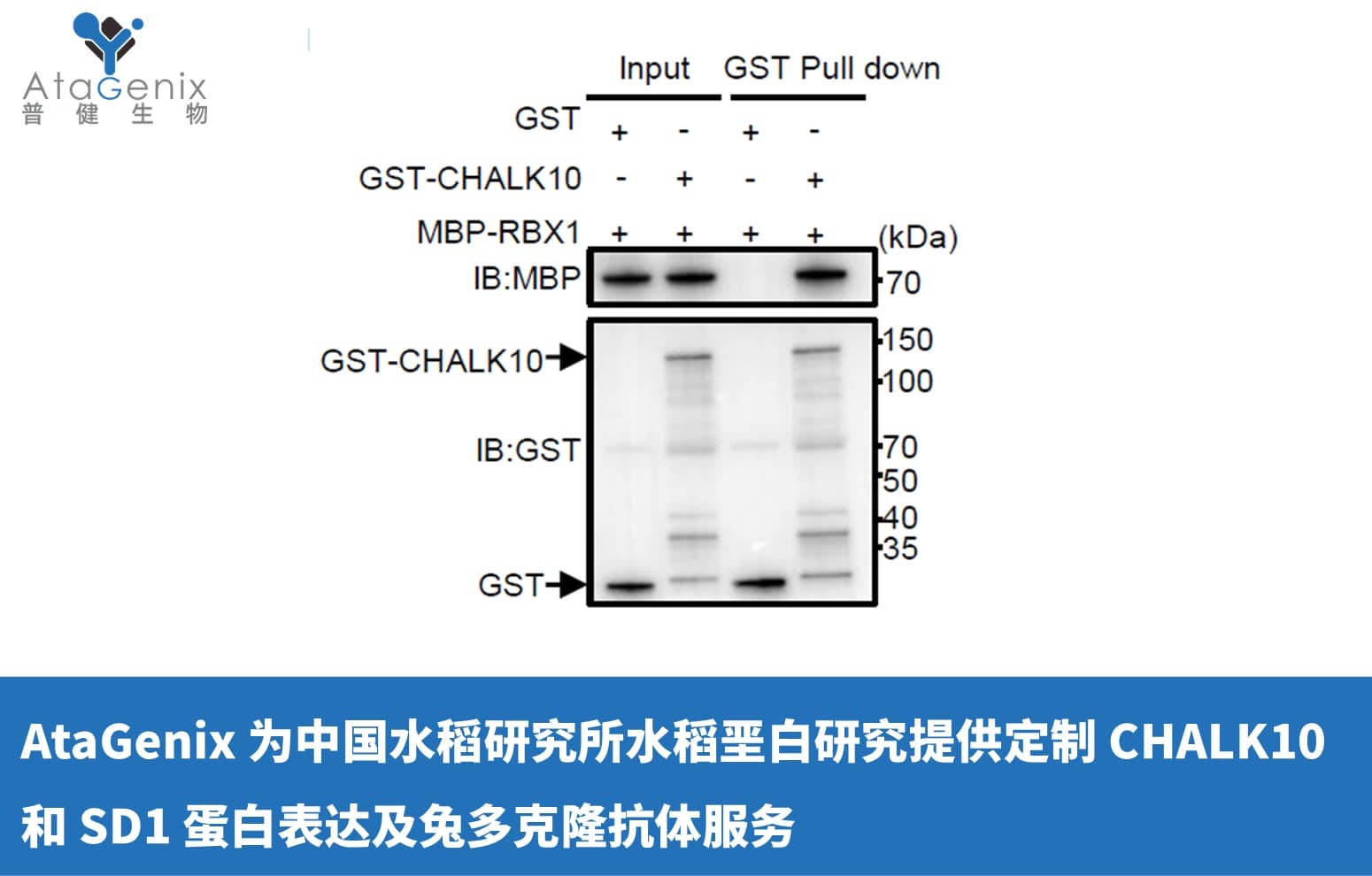 AtaGenix 為中國(guó)水稻研究所水稻堊白研究提供定制 CHALK10 和 SD1 蛋白表達(dá)及兔多克隆抗體服務(wù)