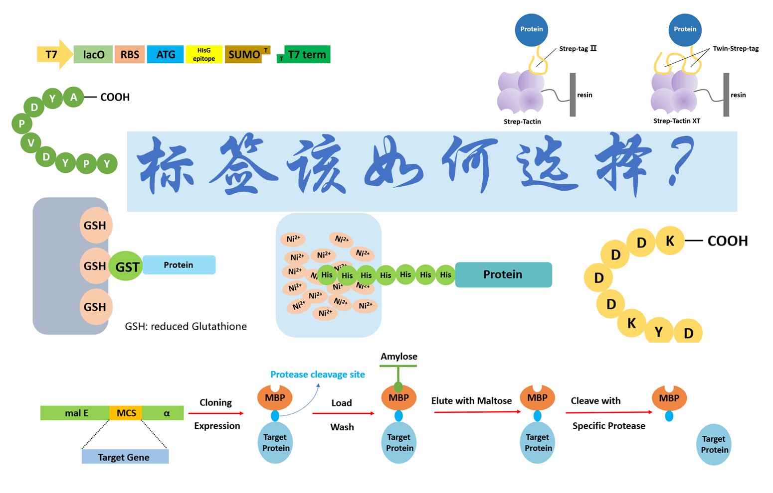 【普健生物知識百科】做蛋白表達別亂加標簽！不同標簽的優劣和用途一次講清楚