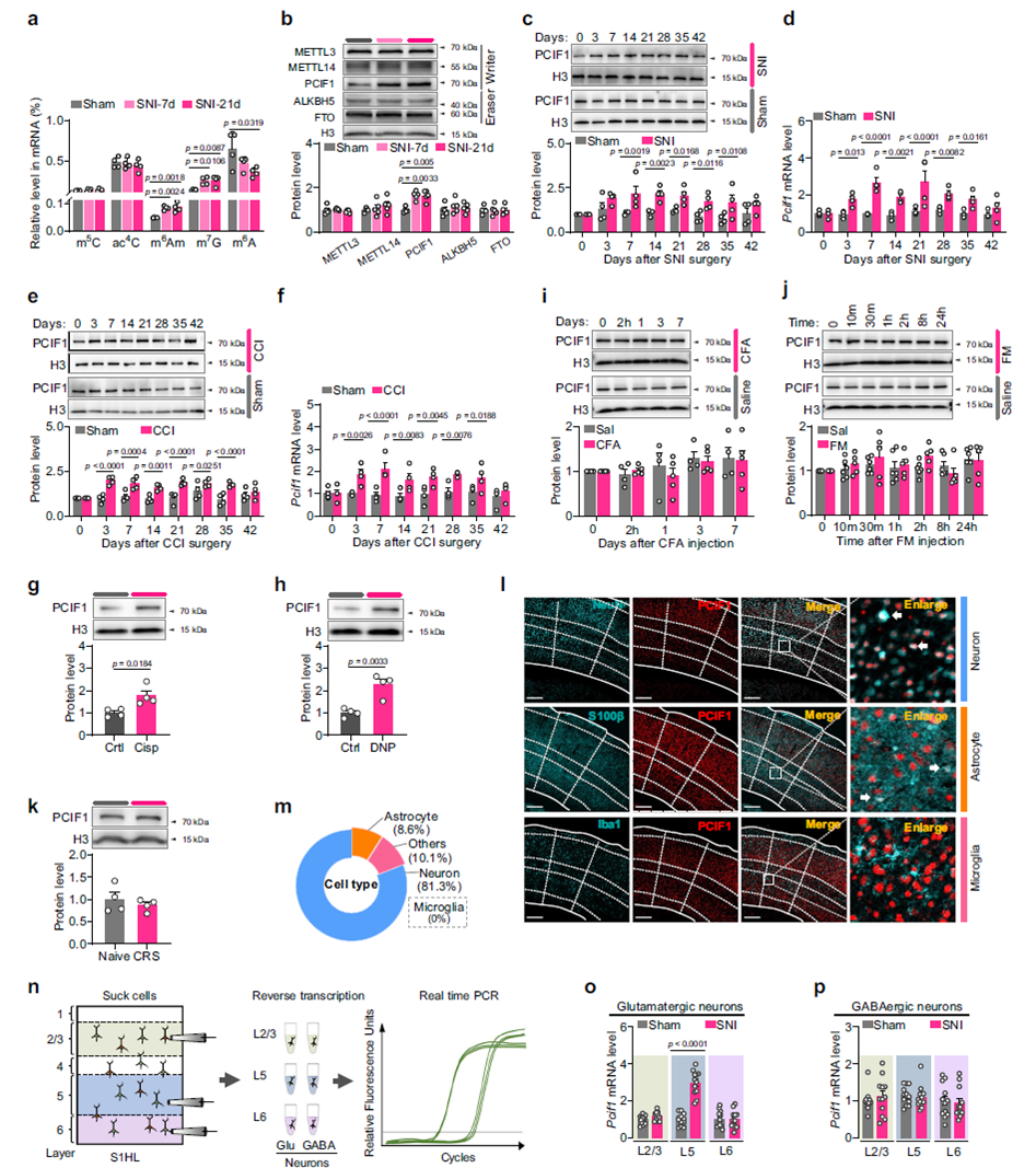 神經病痛導致S1HL中m6Am和PCIF1蛋白水平升高
