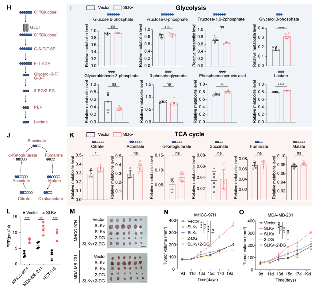 SLKv驅(qū)動PEP增加并強化糖酵解