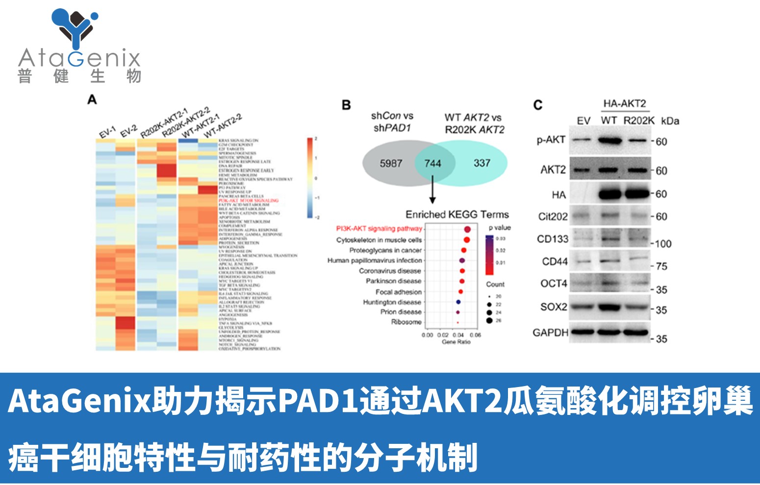 AtaGenix助力揭示PAD1通過AKT2瓜氨酸化調控卵巢癌干細胞特性與耐藥性的分子機制