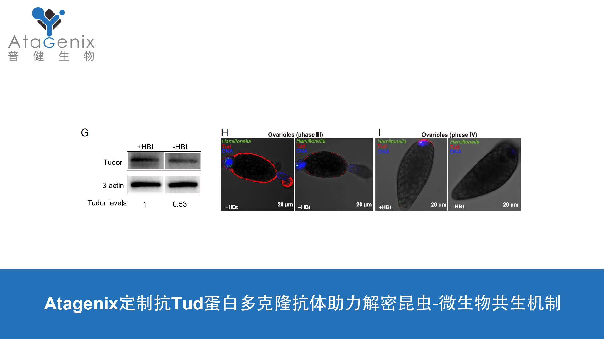 AtaGenix定制抗Tud蛋白多克隆抗體助力解密昆蟲-微生物共生機(jī)制