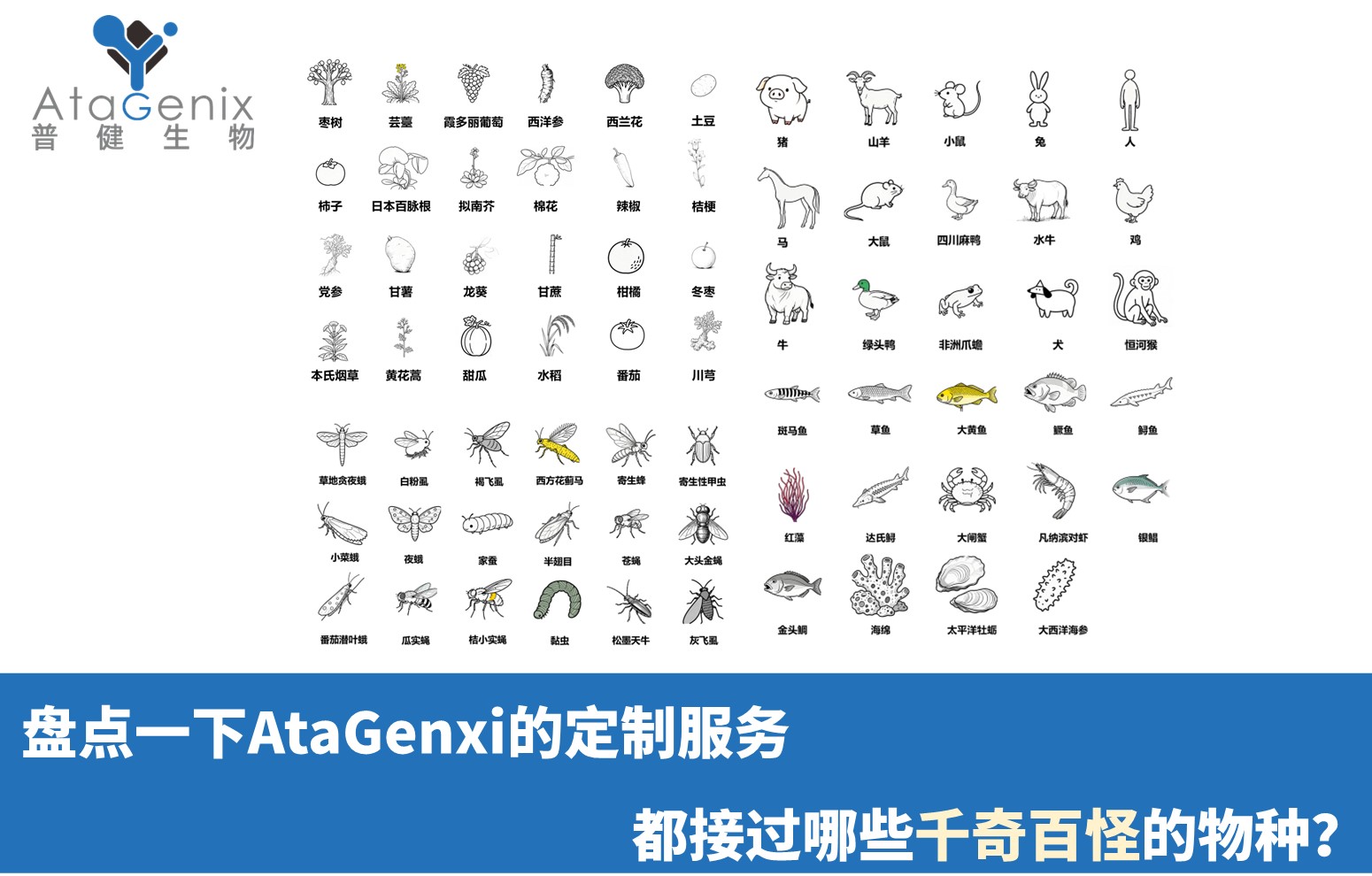 盤點一下AtaGenxi的定制服務都接過哪些千奇百怪的物種？